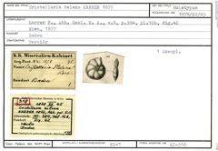 Karteikarte zum Holotyp von Cristellaria helena Karrer, 1877
